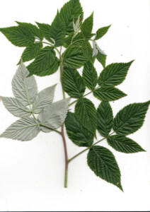 Sugukond: roosõielised. Leiukoht: Keila terviserajad. Leiuaeg: 09.08.2017. Söödav: viljad.