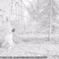 Ilves (14.04.2024)