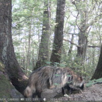 Kährik (28.06.2024)