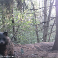 Kährik (07.06.2024)