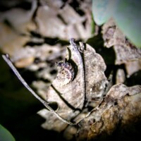 Keila Orhideepäevad 2024 (Kadri Aller)