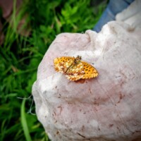 Keila Orhideepäevad 2024 (Kadri Aller)