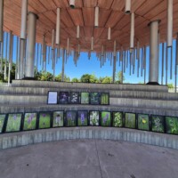 Keila Orhideepäevad 2024 (Laila Elhuveig)