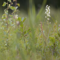 Keila Orhideepäevad 2024 (Meelis Suurkaev)