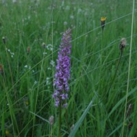 Keila Orhideepäevad 2024 (Valdur Vacht)